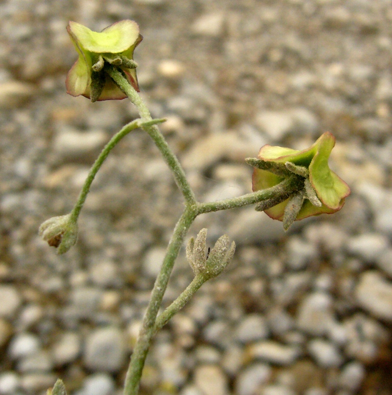 Image of Paracaryum turcomanicum specimen.