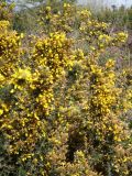 Ulex europaea