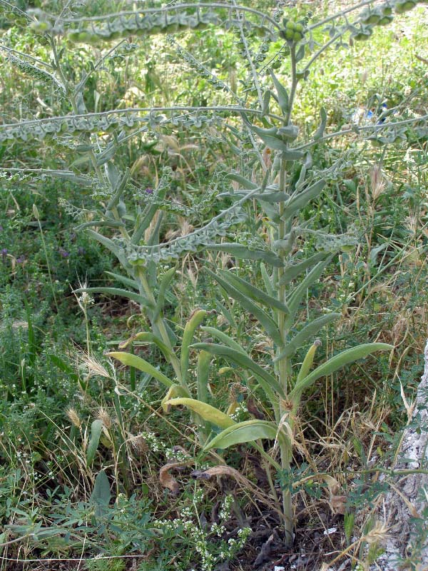 Image of Cynoglossum creticum specimen.