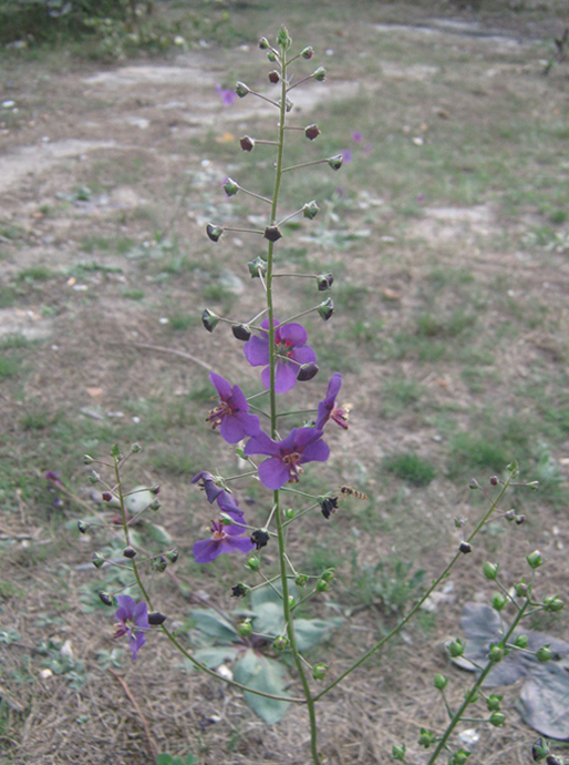 Image of Verbascum phoeniceum specimen.