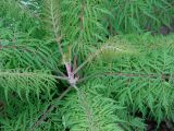 Rhus typhina f. dissecta