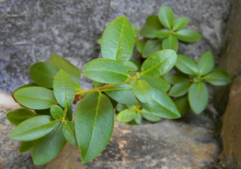 Изображение особи Rhododendron ledebourii.