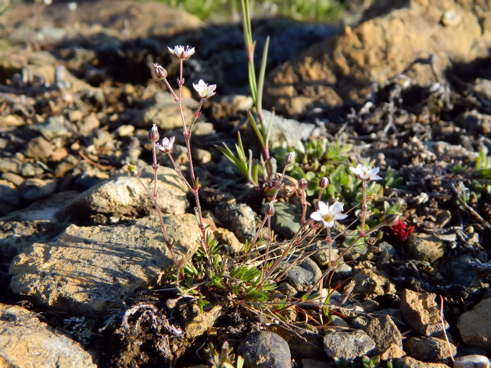 Image of Minuartia uralensis specimen.