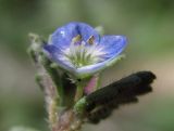 Image of taxon representative. Author is Павел Евсеенков