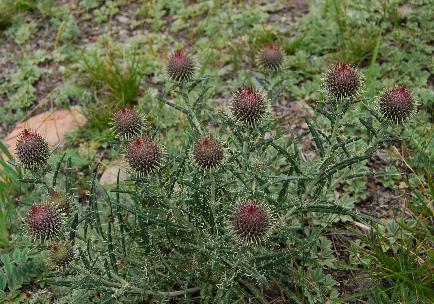 Изображение особи Ancathia igniaria.