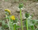 Taraxacum