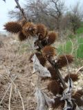 Xanthium orientale