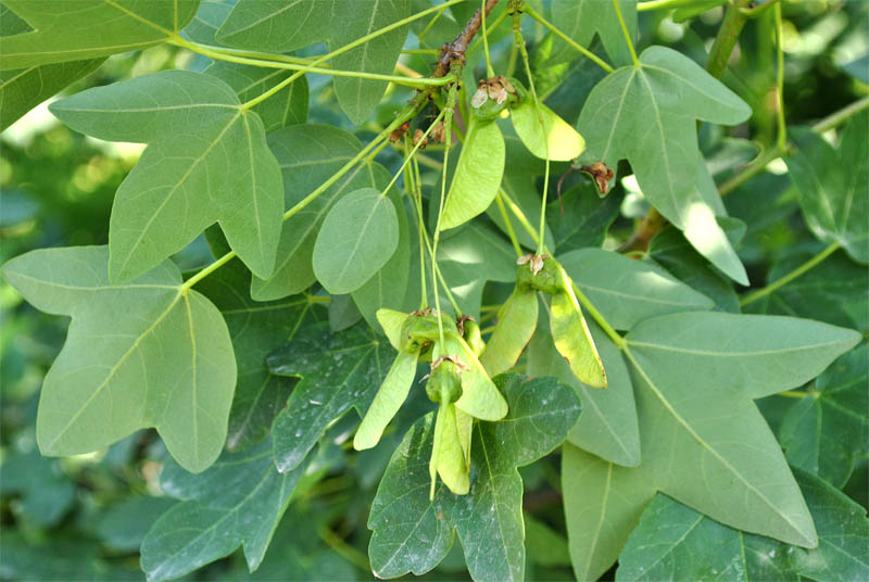 Image of Acer ibericum specimen.