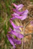 Vicia elegans. Верхушка соцветия. Крым, южный берег, окр. Алупки, сосновый лес. 2 июня 2012 г.