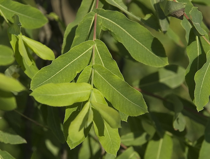 Image of Salix integra specimen.