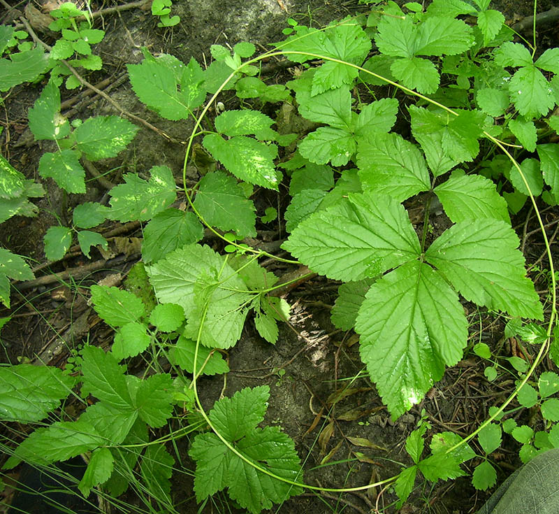 Image of Rubus saxatilis specimen.