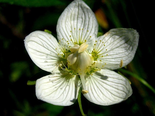 Image of Parnassia palustris specimen.