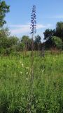 Delphinium elatum