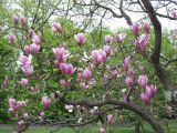 Magnolia × soulangeana