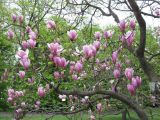 Magnolia &times; soulangeana