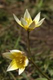 Tulipa buhseana