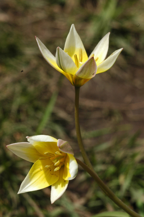 Image of Tulipa buhseana specimen.