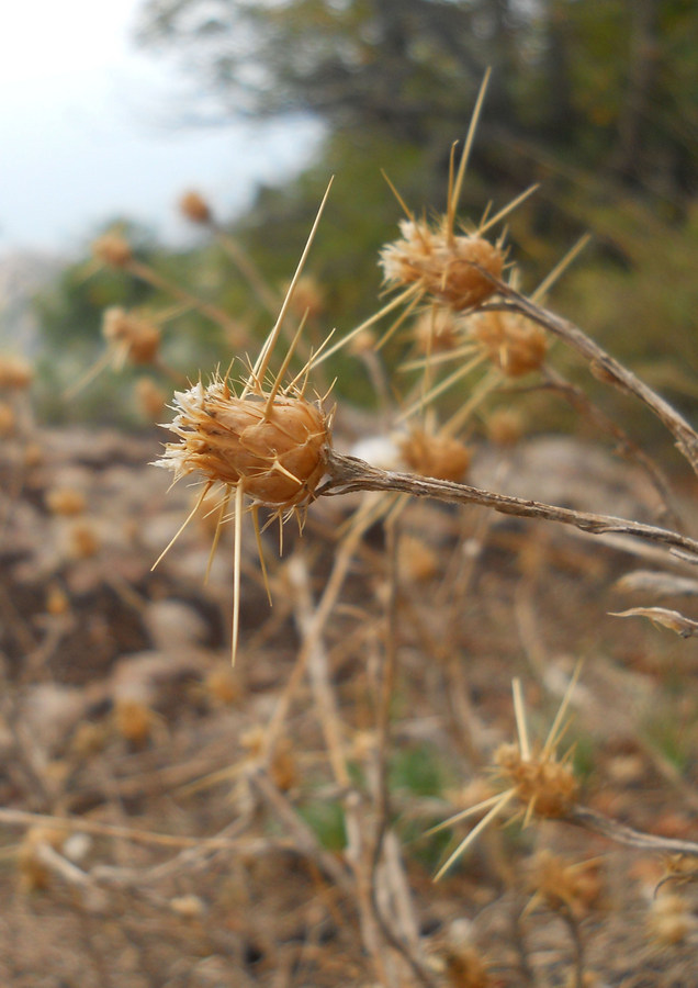 Image of Centaurea solstitialis specimen.