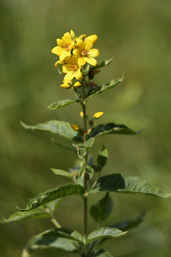 Изображение особи Lysimachia vulgaris.