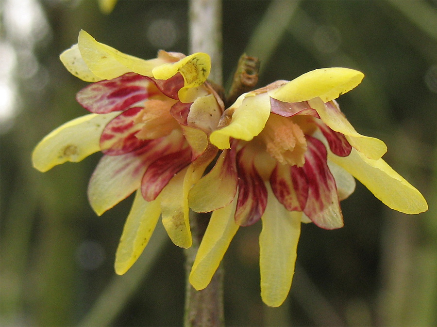 Изображение особи Chimonanthus praecox.