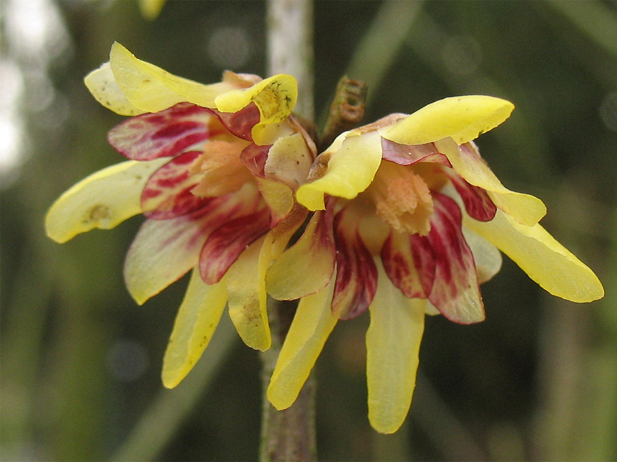 Image of Chimonanthus praecox specimen.