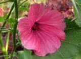 Malva trimestris