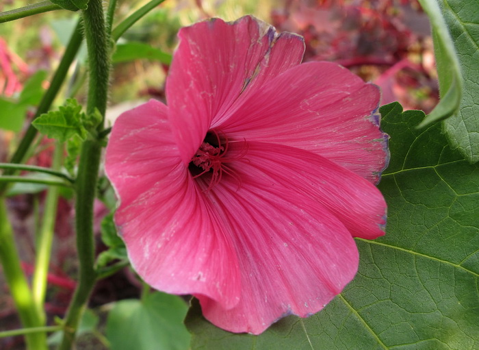 Image of Malva trimestris specimen.