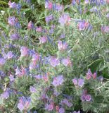genus Echium