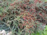 Cotoneaster dammeri. Плодоносящее растение. Южный берег Крыма, Никитский ботанический сад. 7 ноября 2012 г.