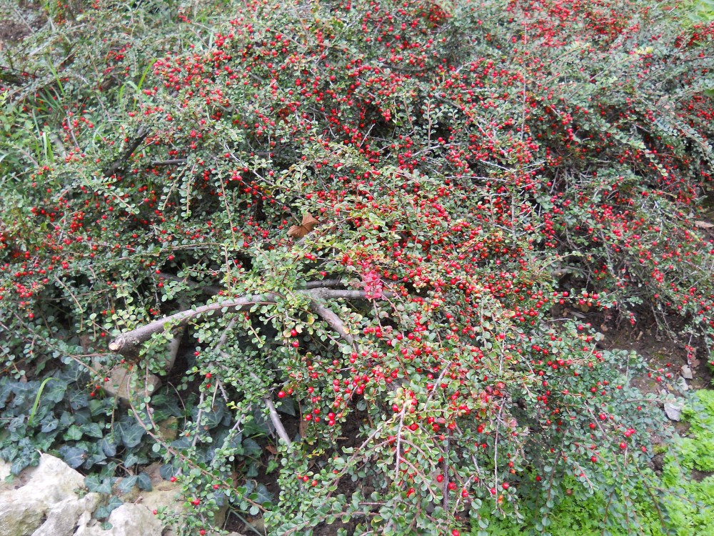 Изображение особи Cotoneaster dammeri.