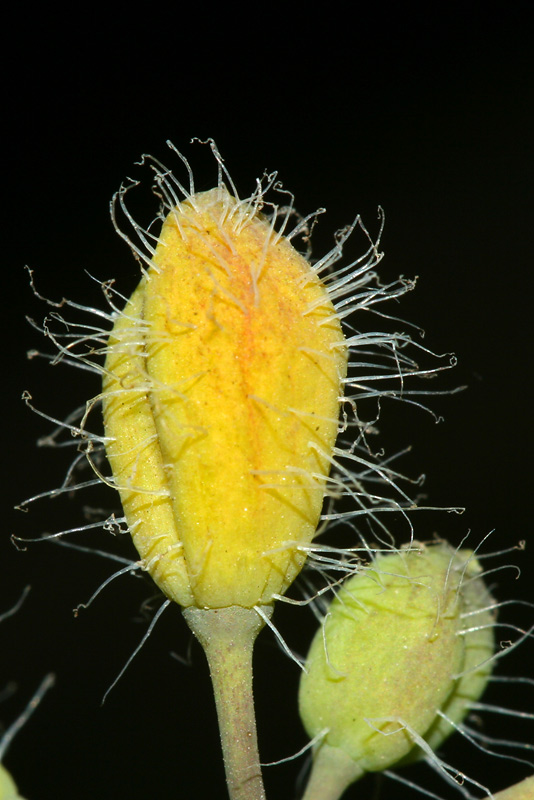 Image of Chelidonium majus specimen.