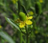 Ranunculus sceleratus. Цветок. Испания, г. Валенсия, Альбуфера (Albufera de Valencia) на меже между рисовыми полями. 6 апреля 2012 г.