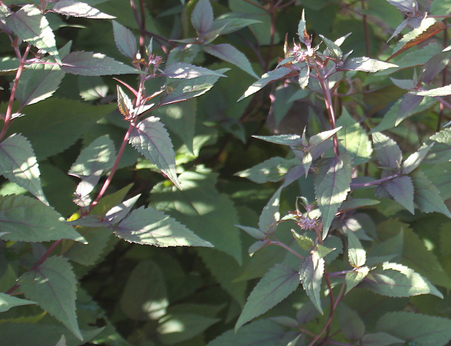 Image of Ageratina altissima specimen.