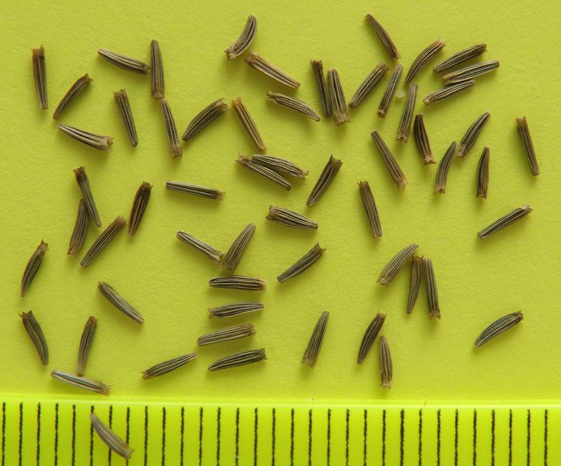 Image of Telekia speciosa specimen.