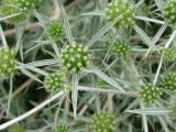 Eryngium campestre. Соцветие. Украина, Донецкая обл., Великоновосёлковский р-н, возле с. Разлив. 31.07.2009.