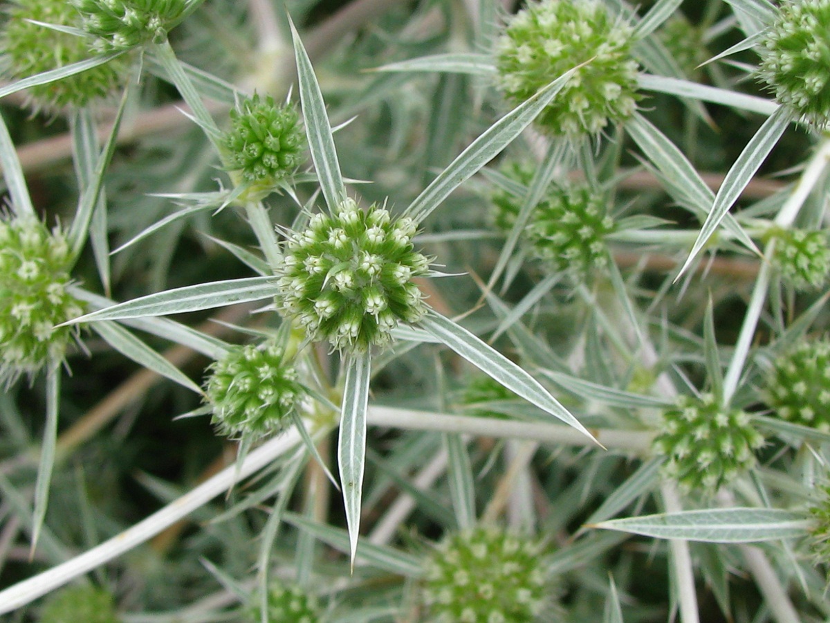 Изображение особи Eryngium campestre.