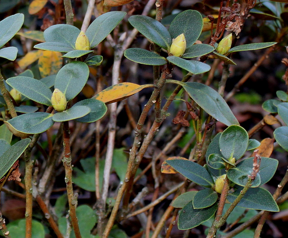 Image of Rhododendron ferrugineum specimen.