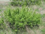 Rhamnus cathartica. Растение в степной балке. Украина, Запорожский р-н, Дурная балка, разнотравная степь. 02.05.2012.
