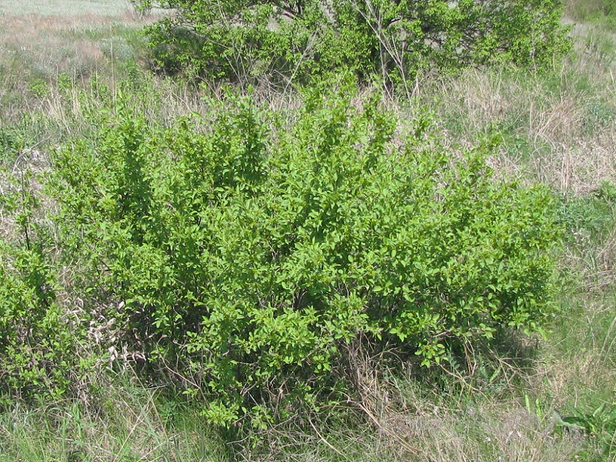 Image of Rhamnus cathartica specimen.