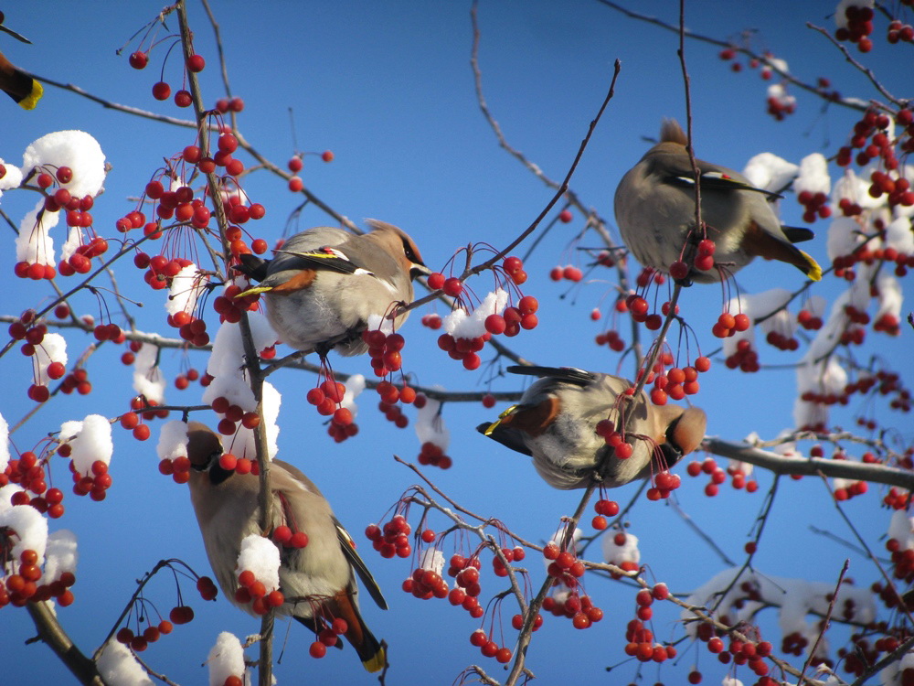 Изображение особи Malus baccata.