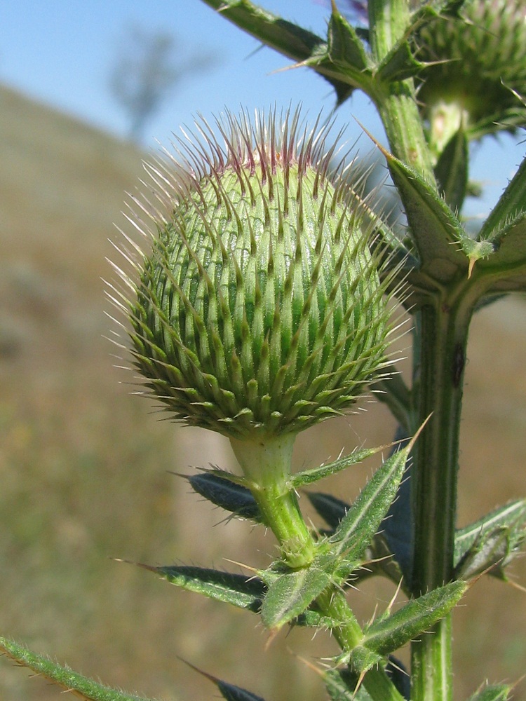 Изображение особи Cirsium ukranicum.