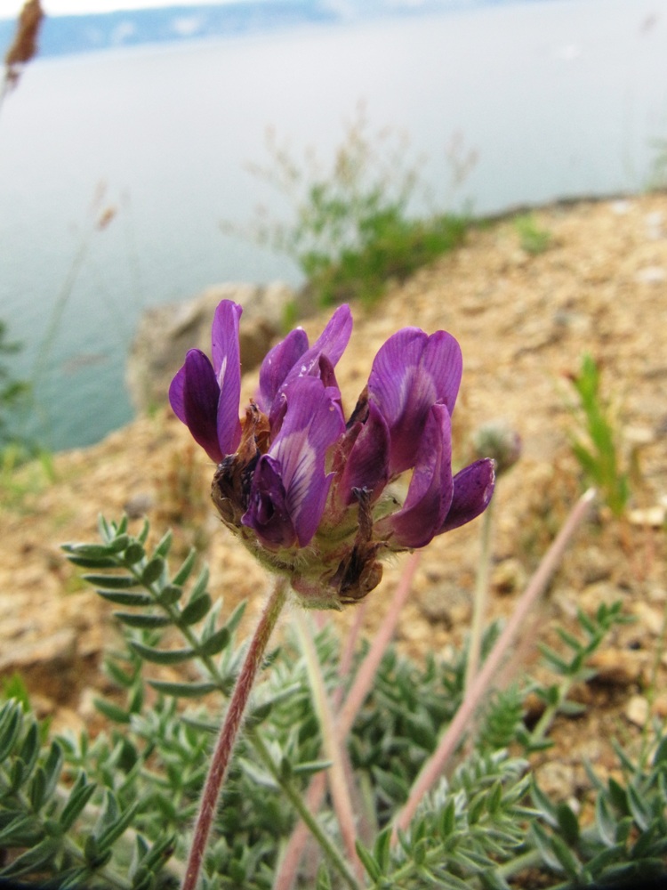 Image of Oxytropis turczaninovii specimen.