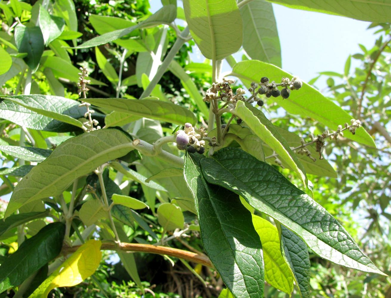 Изображение особи Buddleja madagascariensis.