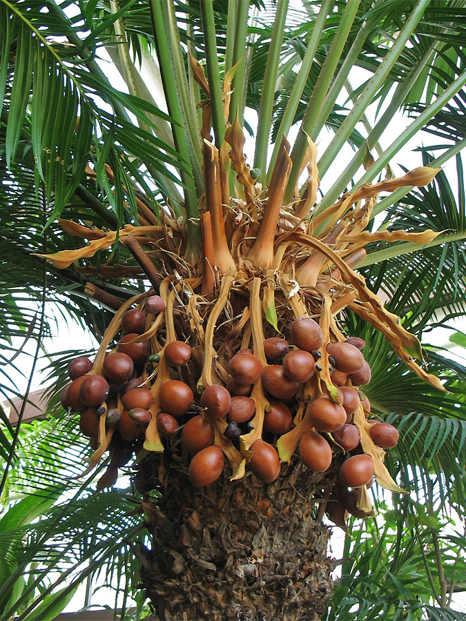 Изображение особи Cycas rumphii.