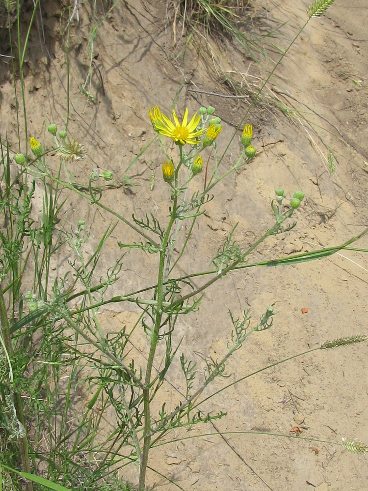 Изображение особи Senecio borysthenicus.