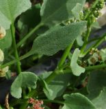 Rumex cyprius