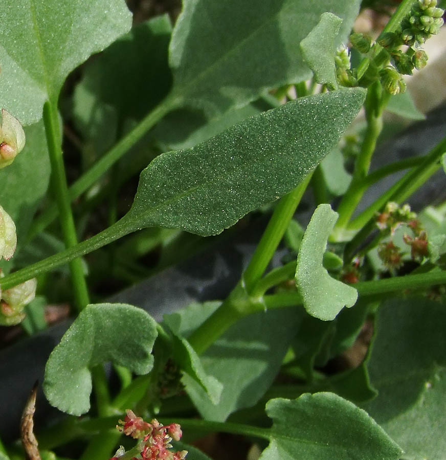 Image of Rumex cyprius specimen.
