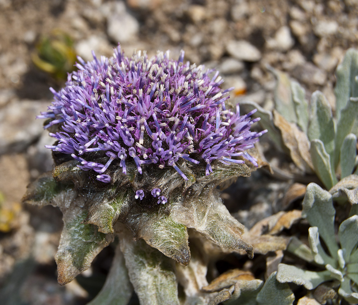 Изображение особи Saussurea gnaphalodes.