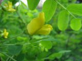 Caragana arborescens