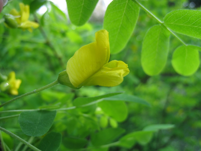 Image of Caragana arborescens specimen.